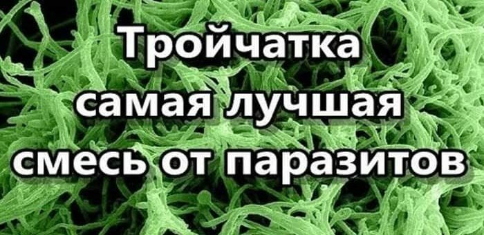 Тройчатка – натуральное средство от паразитов