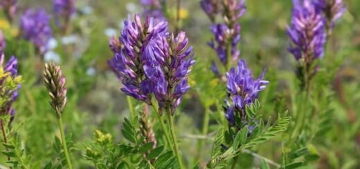 Астрагал – трава долгожителей: лечебные свойства и противопоказания